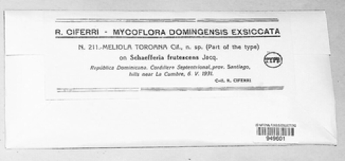 Asteridiella toroana image